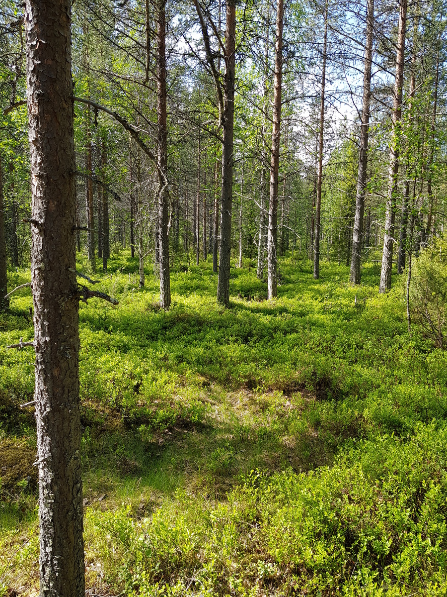 Aurinko paistaa mäntyvaltaiseen sekametsään, jonka aluskasvillisuutena on mustikkaa.