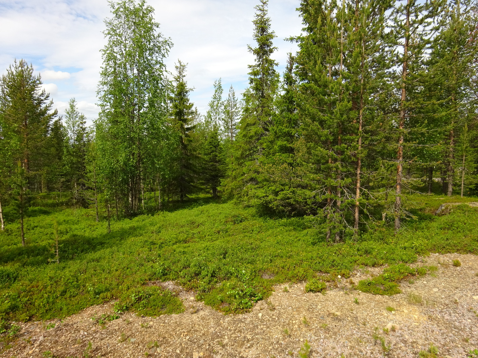 Tien reunalta alkaa vehreä sekametsä, jossa kasvaa muun muassa koivuja, kuusia ja mäntyjä.