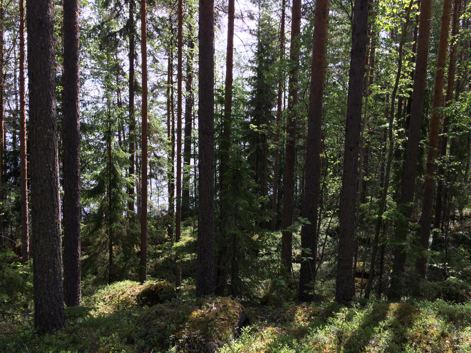 Rannan tuntumassa kasvavan havupuuvaltaisen metsän takana häämöttää järvi.