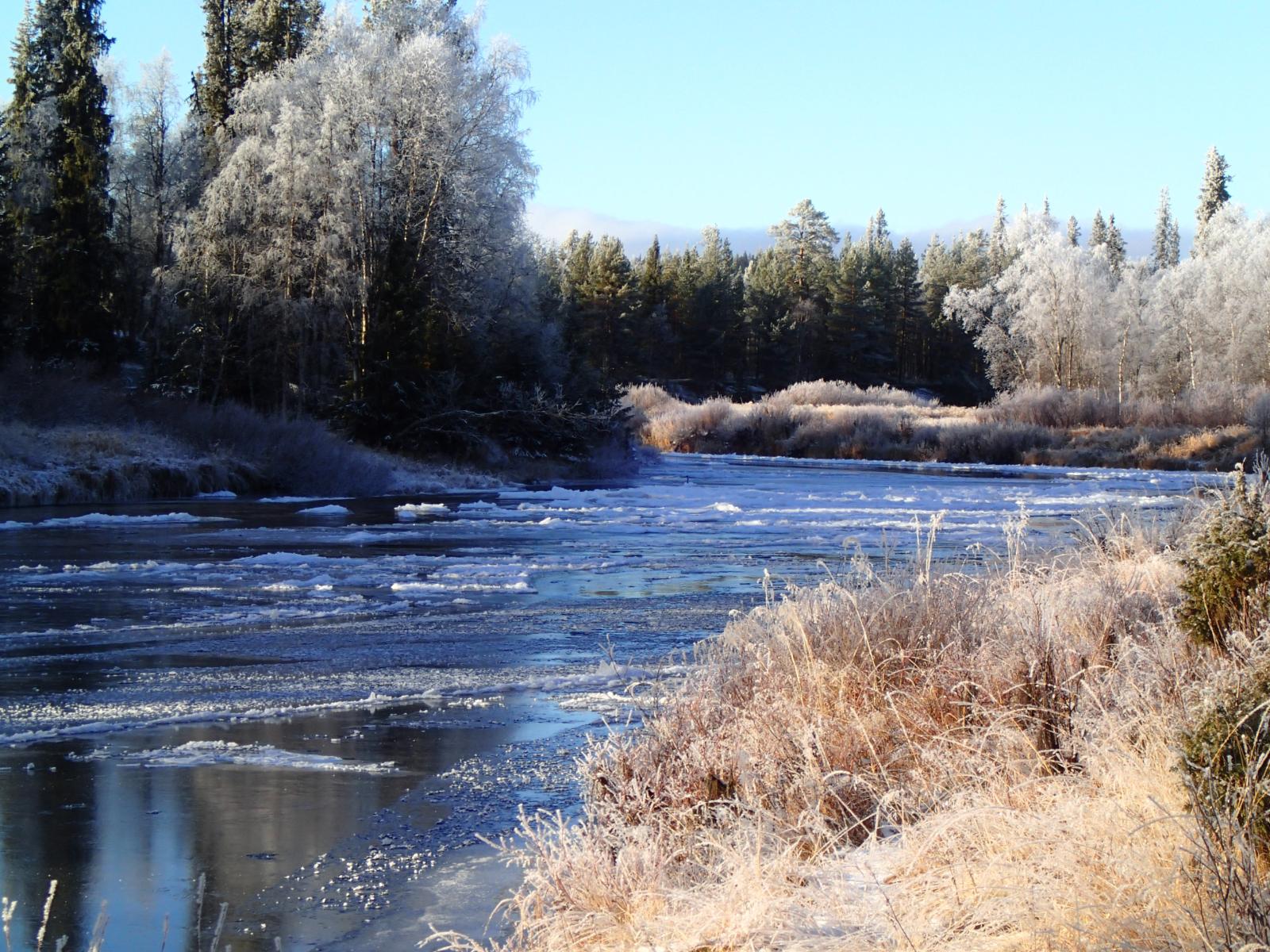 Osittain jäätynyt Kemijoki virtaa huurteisen metsän halki.
