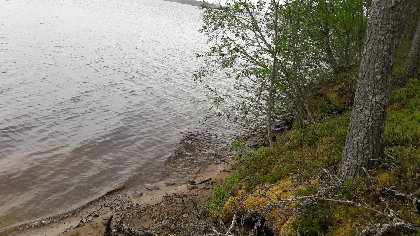 Rantatörmällä kasvavat nuoret puut kartuvat kohti järven pintaa. Ranta on hiekkainen.