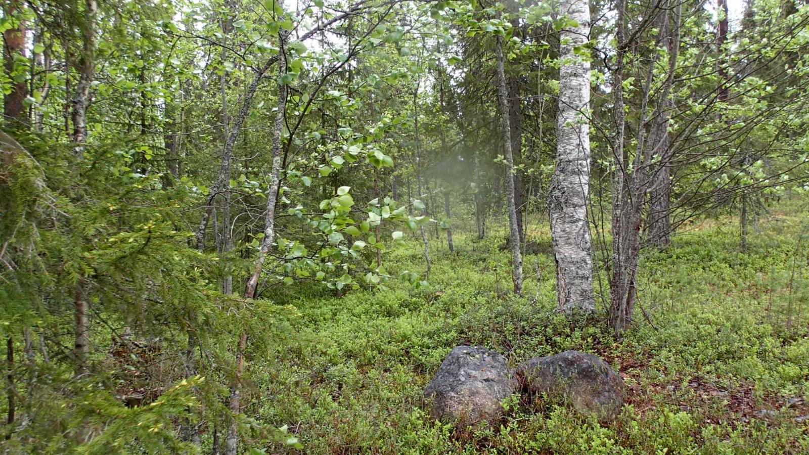 Kesäisessä sekametsässä kasvaa koivuja, kuusia ja mäntyjä.