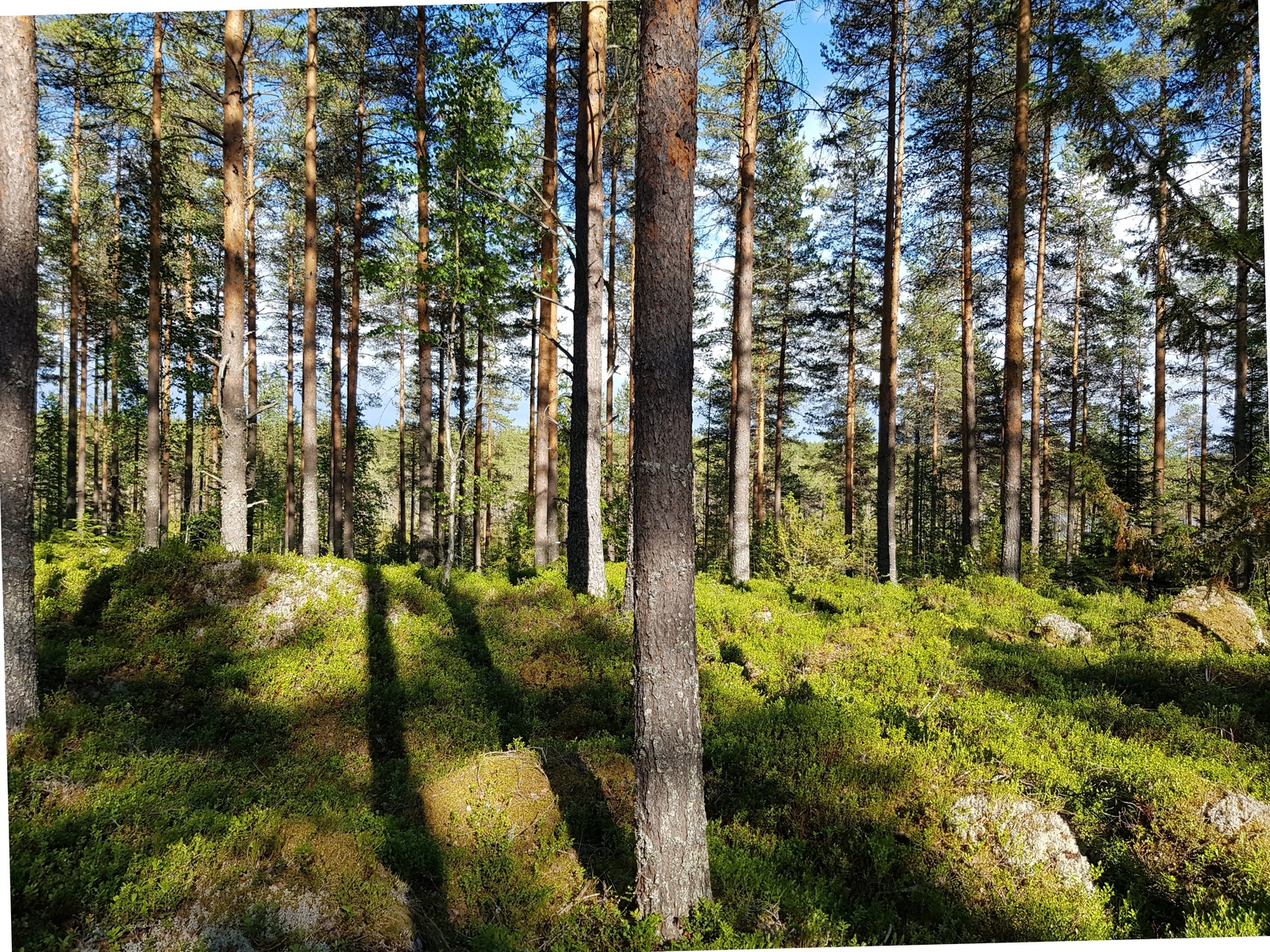 Aurinko paistaa mäntyvaltaisen metsän loivaan rinteeseen, jossa on kiviä.