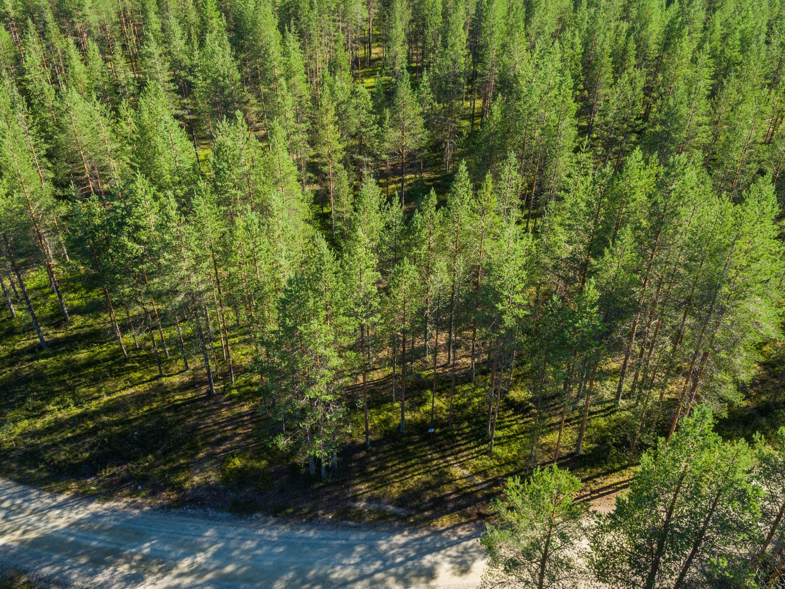 Aurinko paistaa avaraan mäntymetsään ja luo maahan varjoja. Tie kulkee metsän läpi. Ilmakuva.