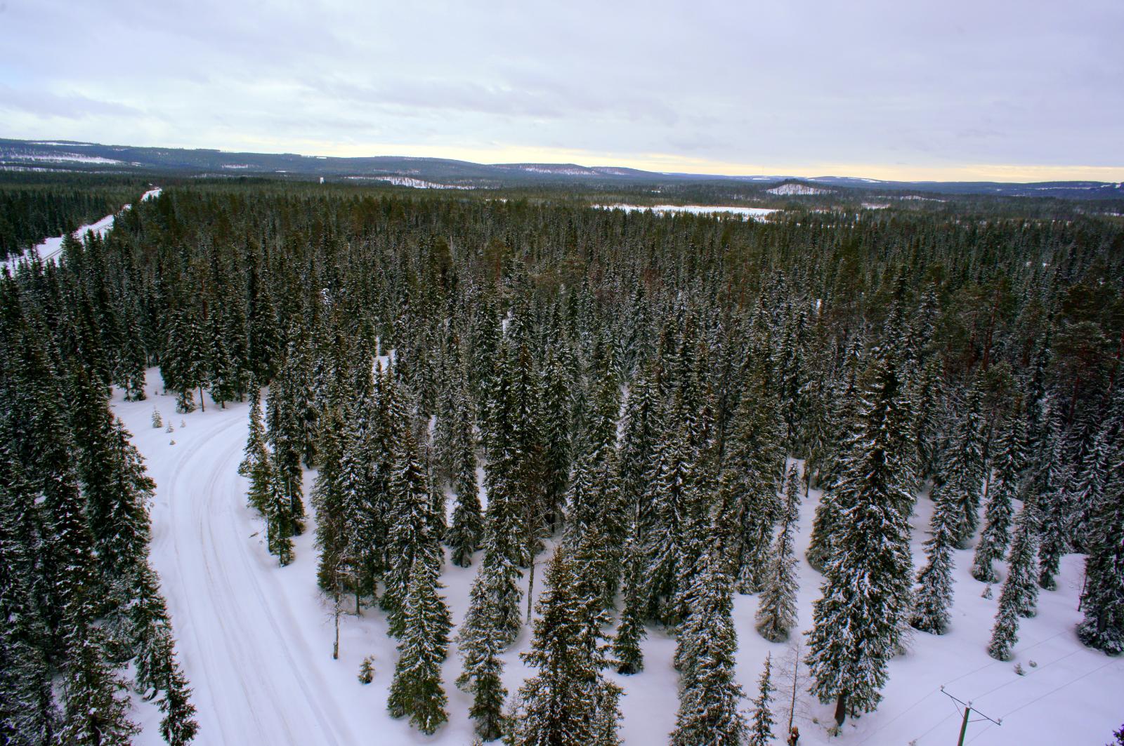 Hoidettu talvipolku kulkee lumipeitteisessä metsässä. Ilmakuva.