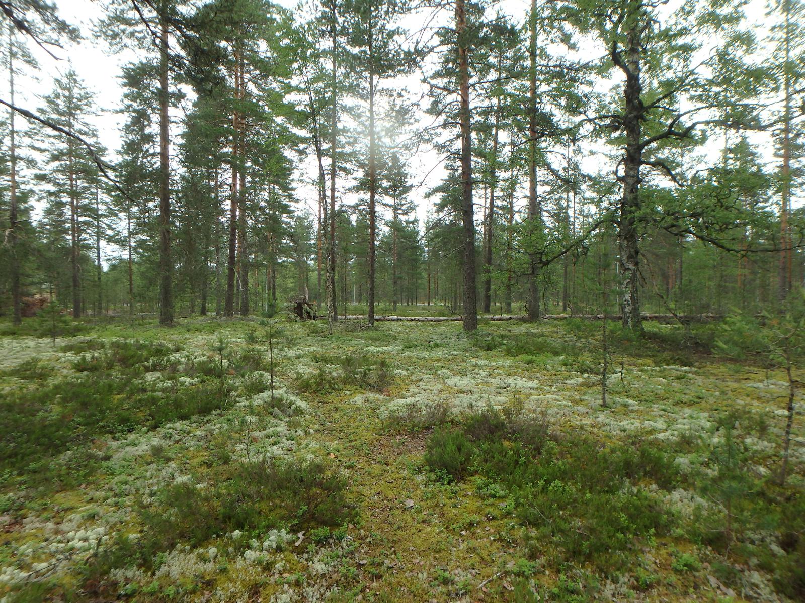 Mäntyvaltaisen kangasmetsän edustalla olevalla puuttomalla alueella kasvaa jäkälää ja varpuja.