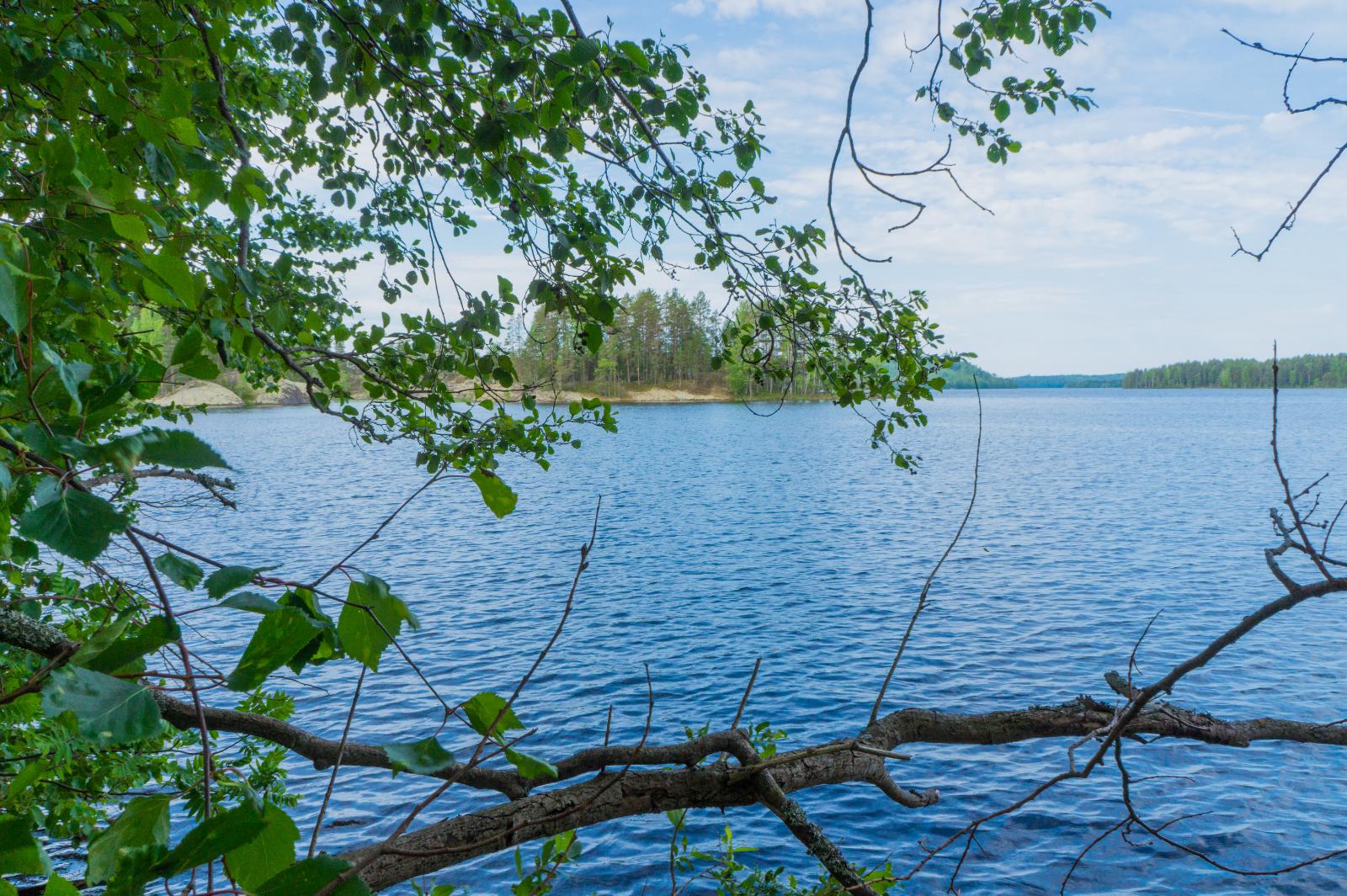 Koivun ja lepän oksat reunustavat kesäistä järvimaisemaa. Vastarannalla on kallioita.