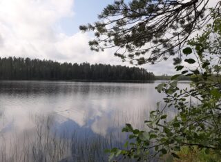 Männyn ja lepän oksat kaartuvat kohti järvimaisemaa. Poutapilvinen taivas heijastuu tyyneen veteen.