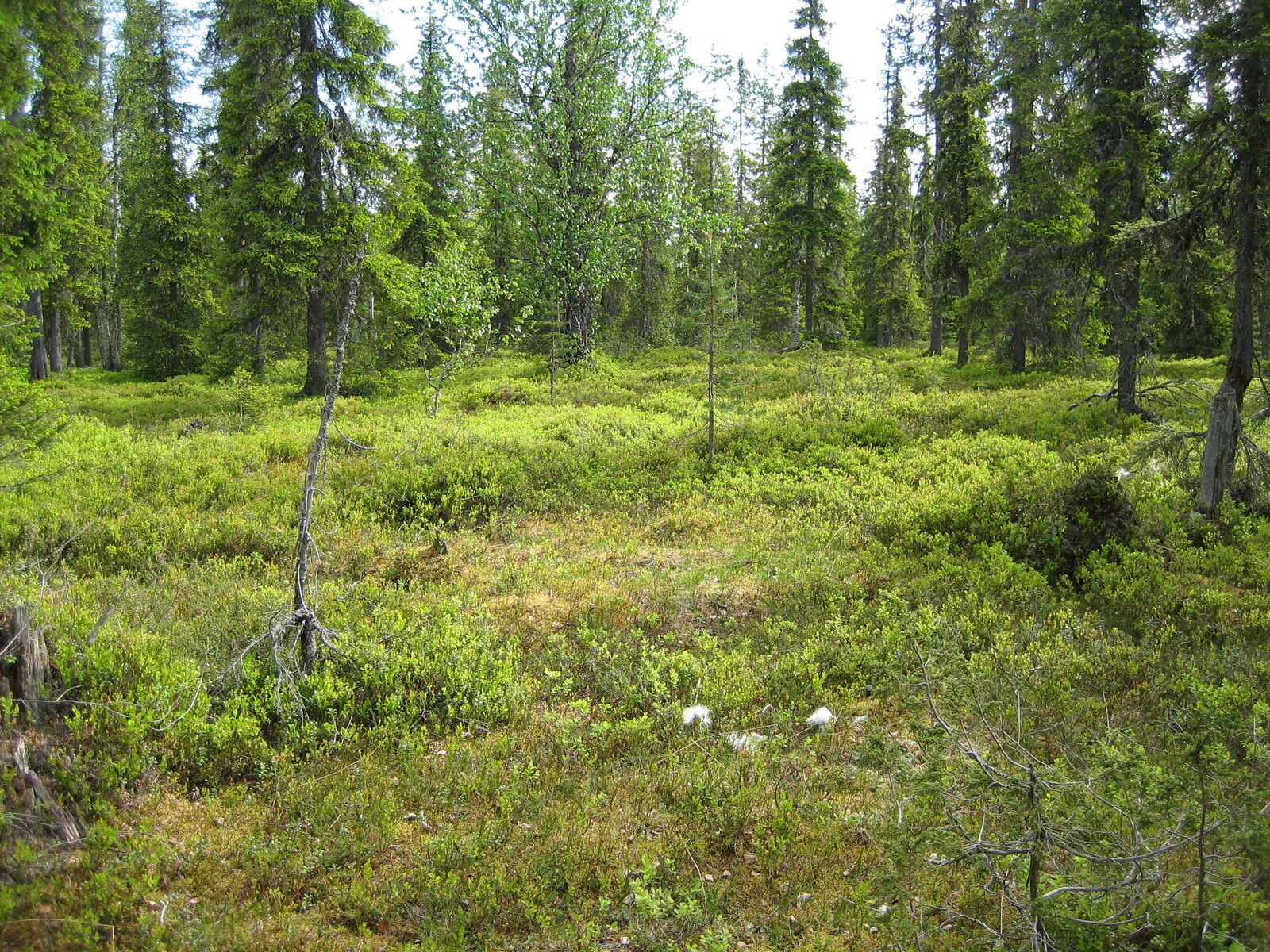 Kuusivaltaisessa sekametsässä kasvaa myös nuoria lehtipuita. Etualalla on puuton alue.