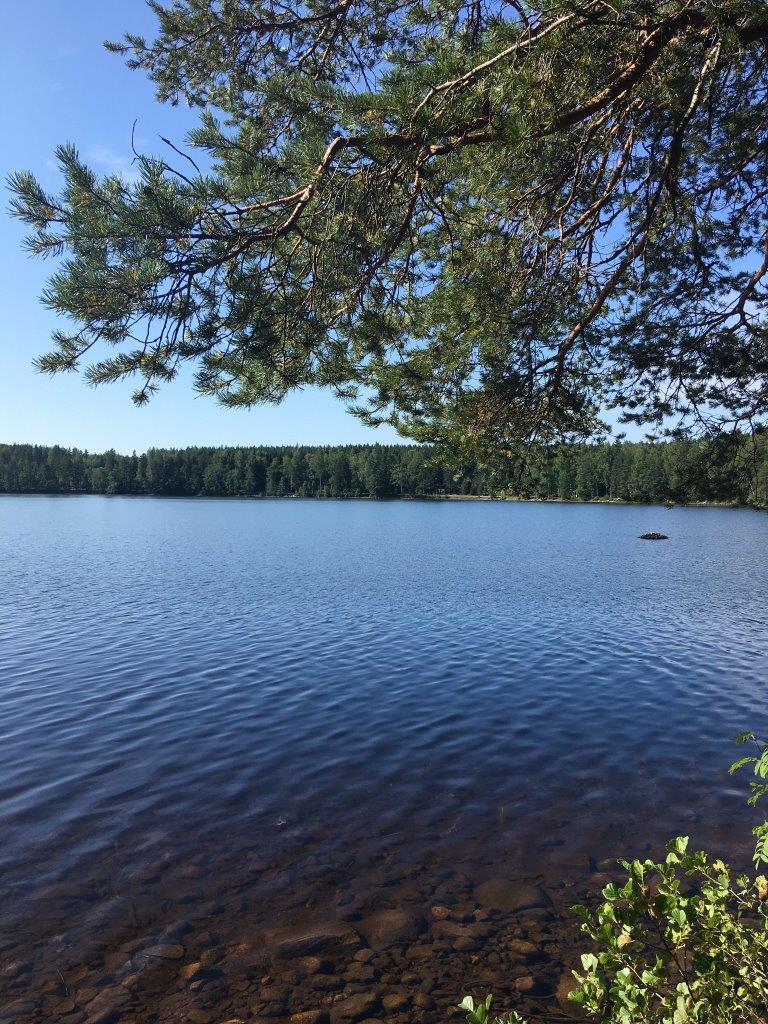 Männyn ja lepän oksat reunustavat kesäistä järvimaisemaa. Taivas on pilvetön.