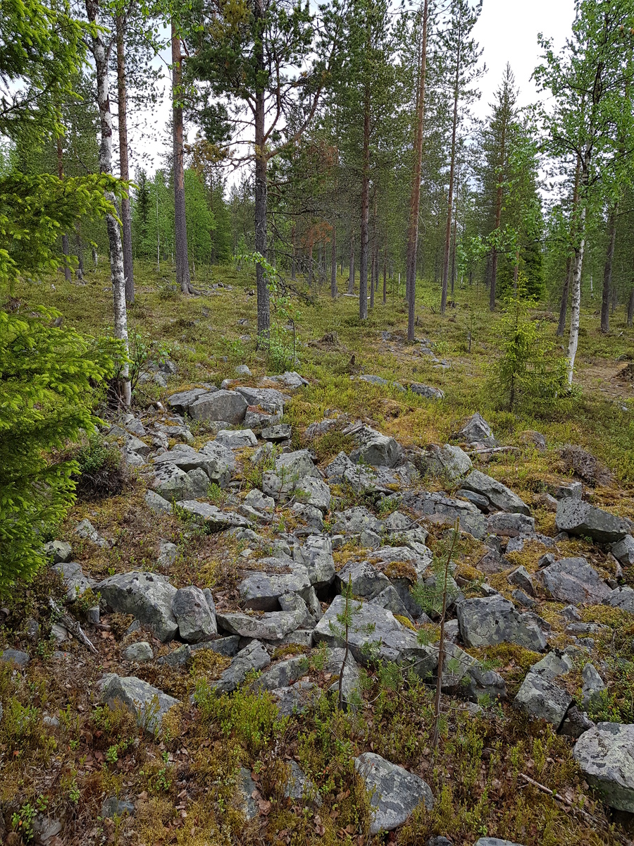 Kesäisessä metsässä kasvaa koivuja, mäntyjä ja kuusia. Etualalla on kivikko.