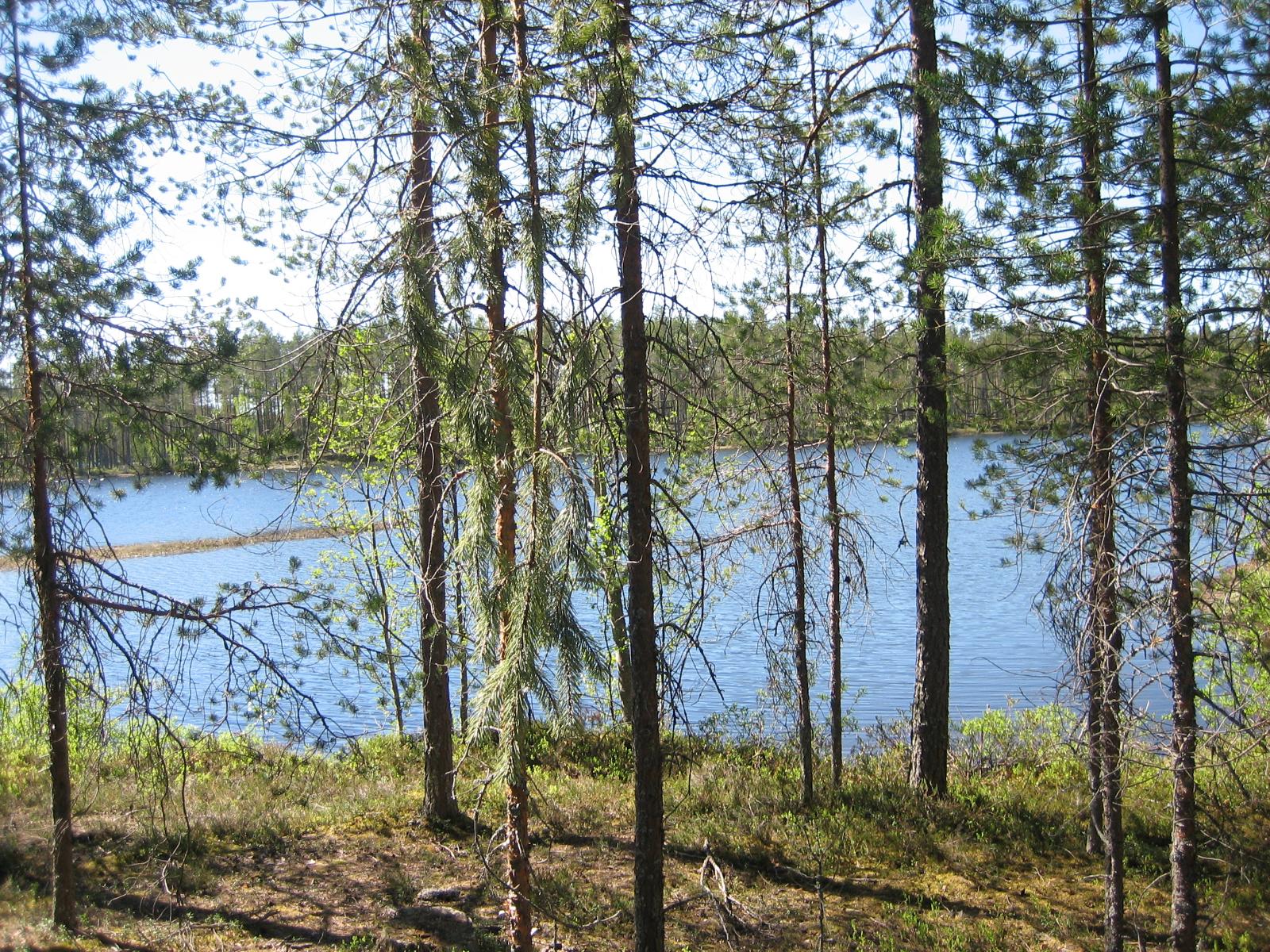 Rannassa kasvavien mäntyjen takana avautuu järvimaisema.