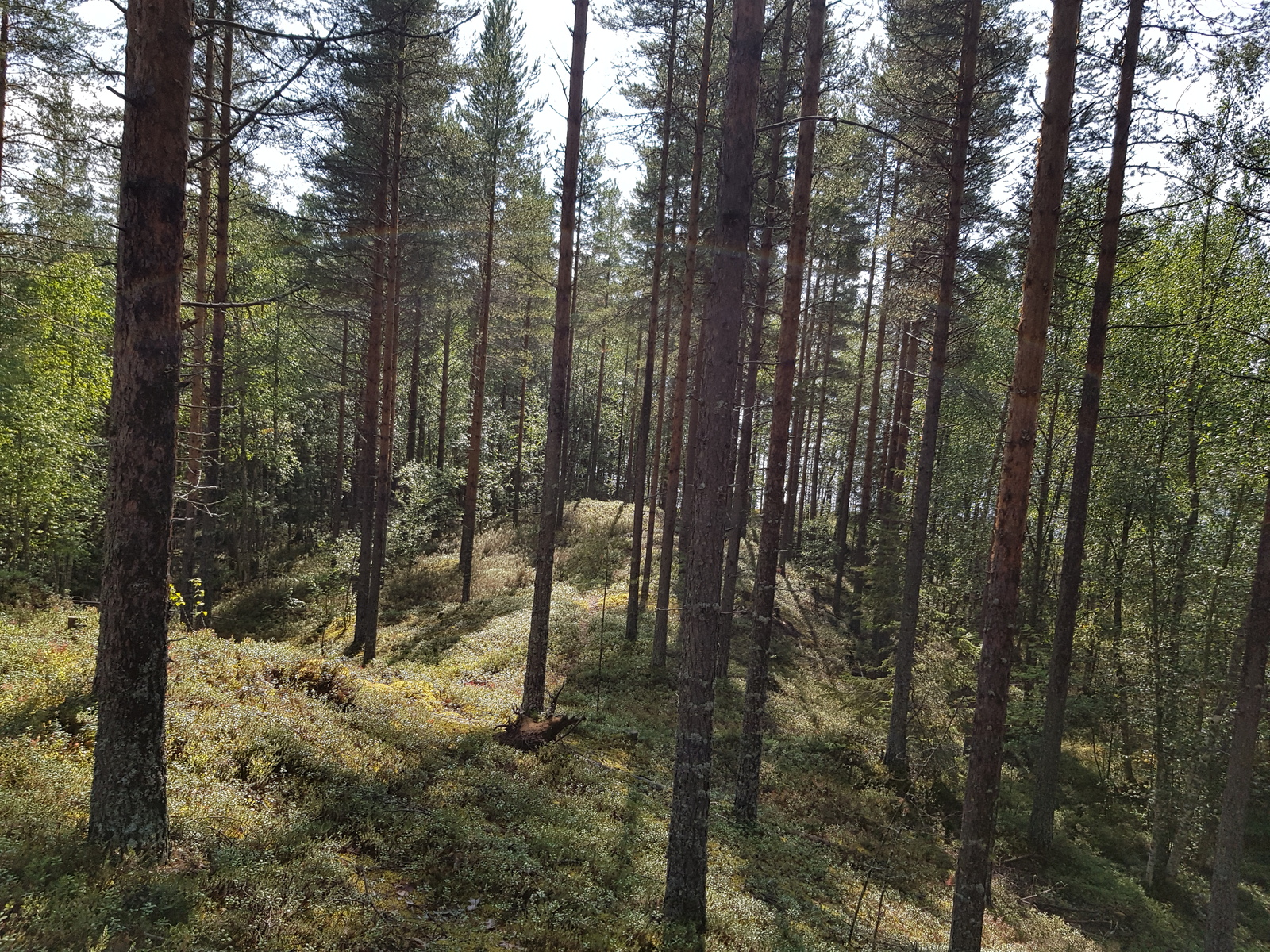 Kesäinen sekametsä kasvaa kumpuilevassa maastossa.