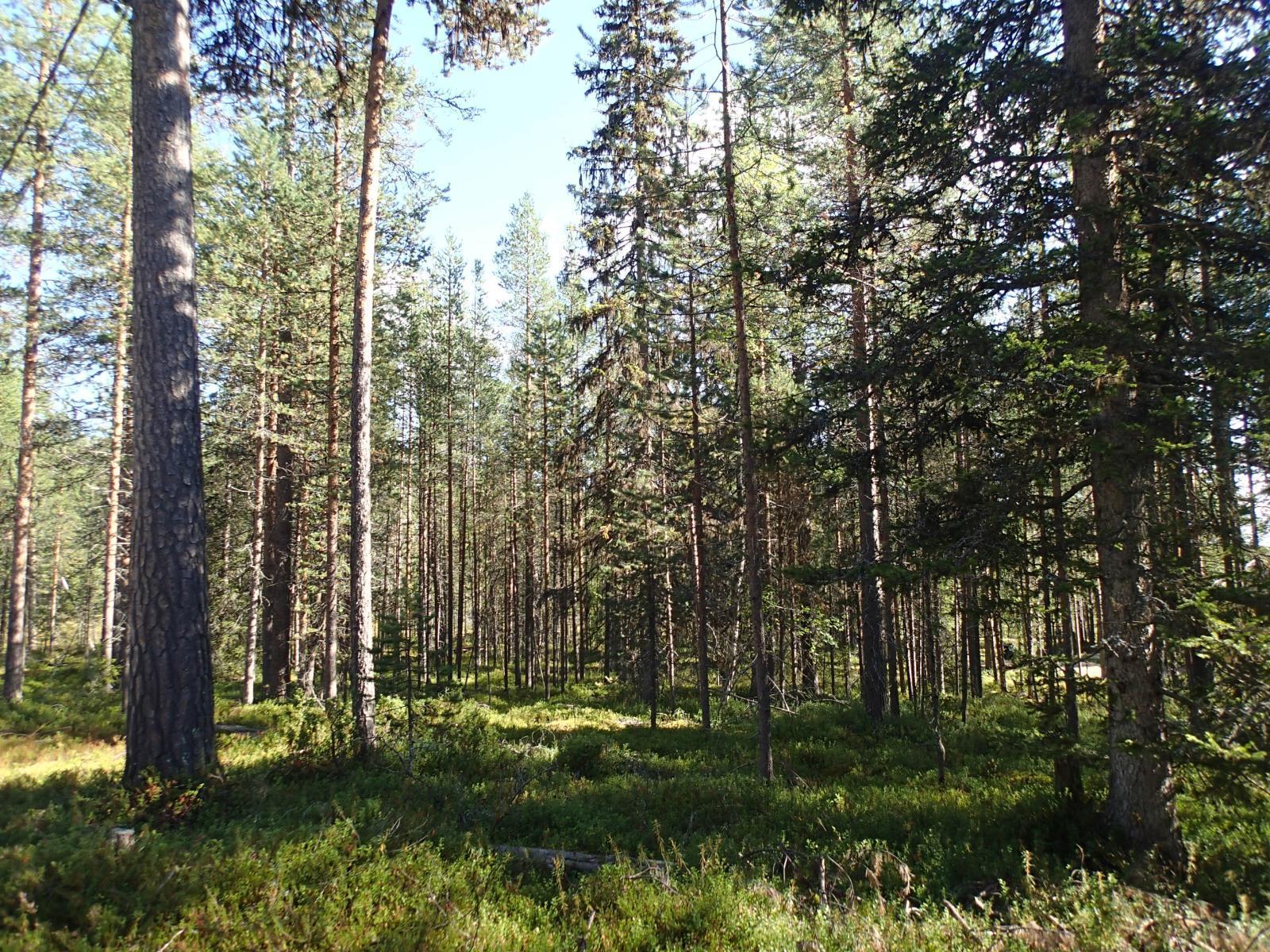 Kesäisessä mäntymetsässä kasvaa myös suurehkoja kuusia.