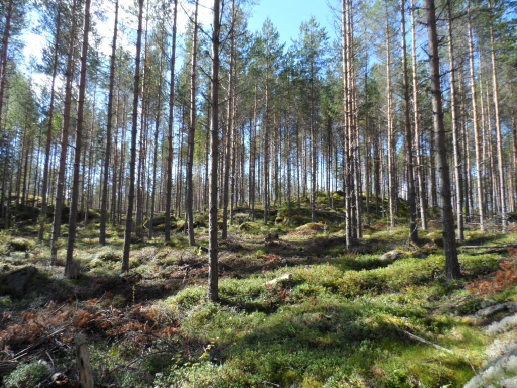 Mäntyvaltainen metsä kasvaa loivasti kumpuilevassa maastossa. Maassa on karsittuja oksia.