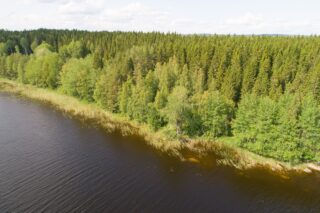 Vehreä sekametsä reunustaa järveä. Rantavedessä kasvaa vesikasveja. Ilmakuva.