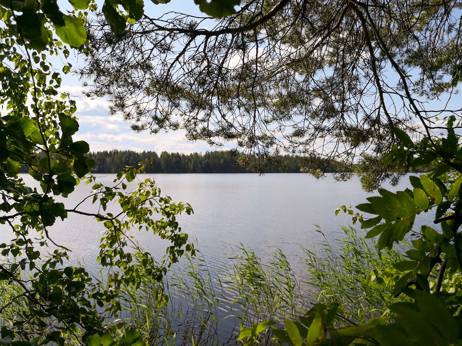 Lehtipuiden ja männyn oksat reunustavat kesäistä järvimaisemaa. Rantavedessä kasvaa vesikasveja.