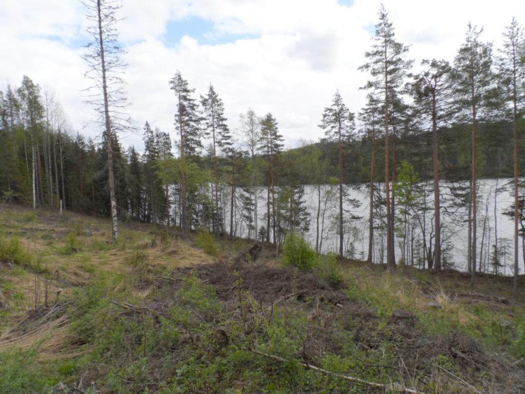 Rantaan laskeutuvassa rinteessä on karsittu metsä. Taustalla avautuu järvimaisema.