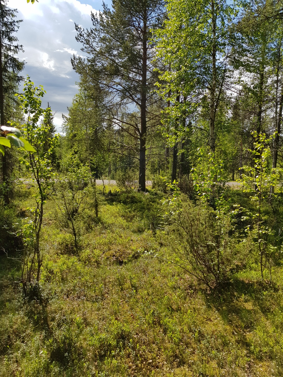 Tie kulkee aurinkoisen sekametsän läpi. Etualalla on katajia ja koivuja, joissa on tuoreet lehdet.