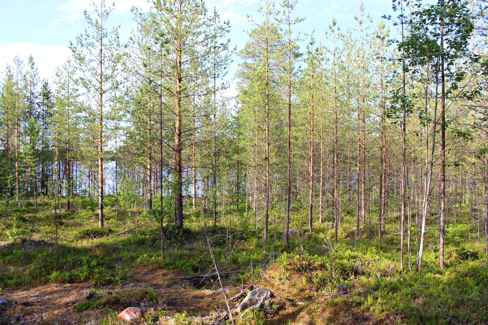 Aurinko paistaa kesäiseen mäntymetsään. Taustalla häämöttää järvi.