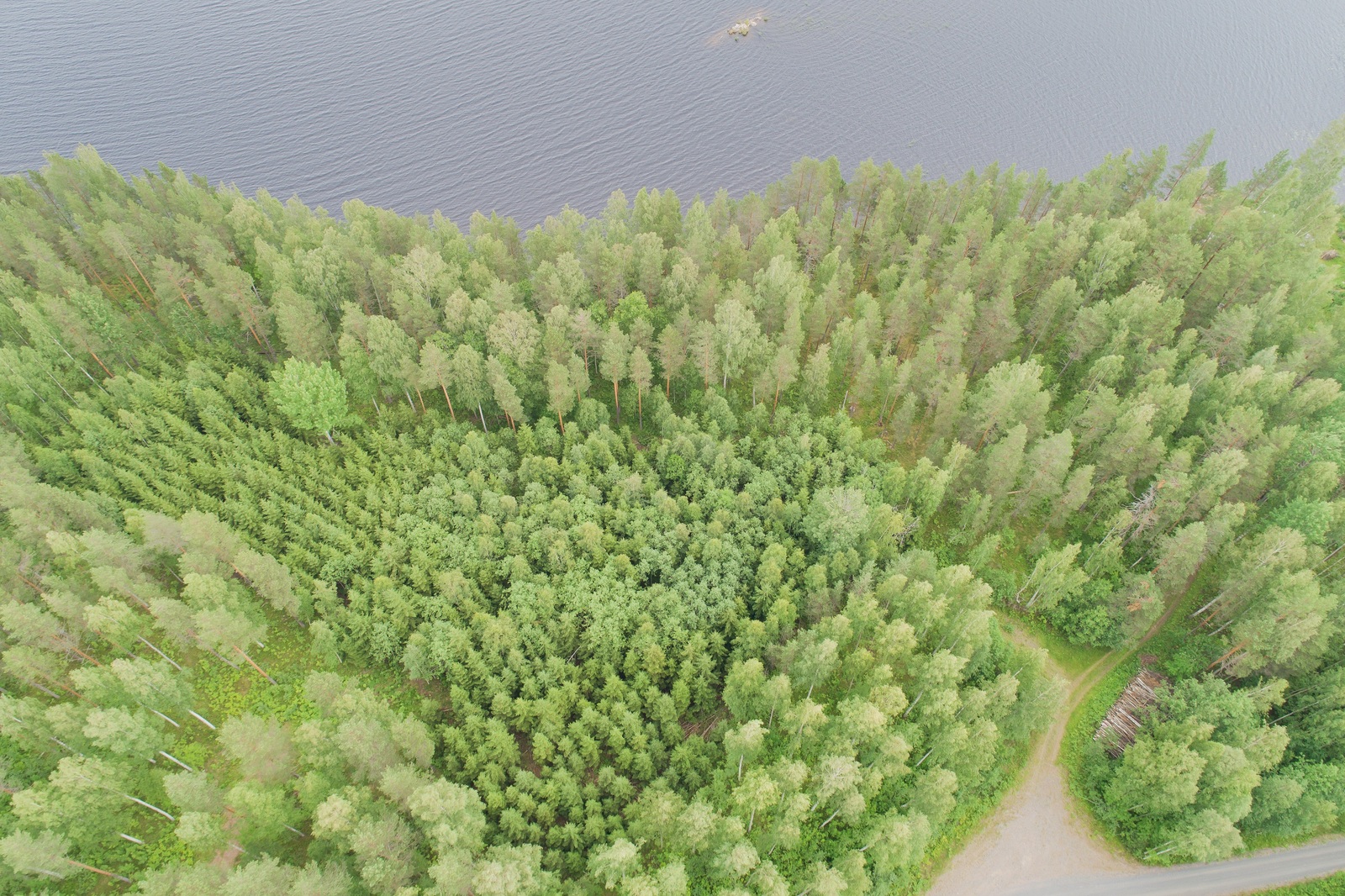 Kesäinen sekametsä alkaa järven rannasta. Tie haarautuu metsässä. Ilmakuva.