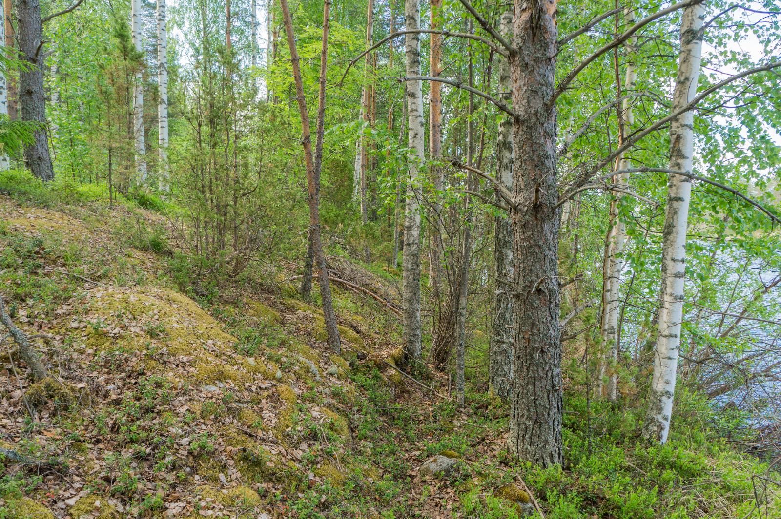 Loivasti rantaan laskeutuvassa rinteessä kasvaa kesäinen sekametsä. Oikealla pilkottaa järvi.