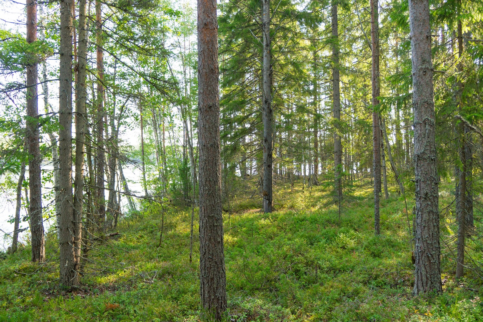 Rannan tuntumassa kasvavan kesäisen sekametsän takana avautuu järvimaisema.