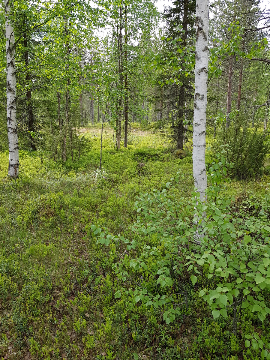 Kesäisessä sekametsässä kasvaa mäntyjä, kuusia, katajia ja koivuja.