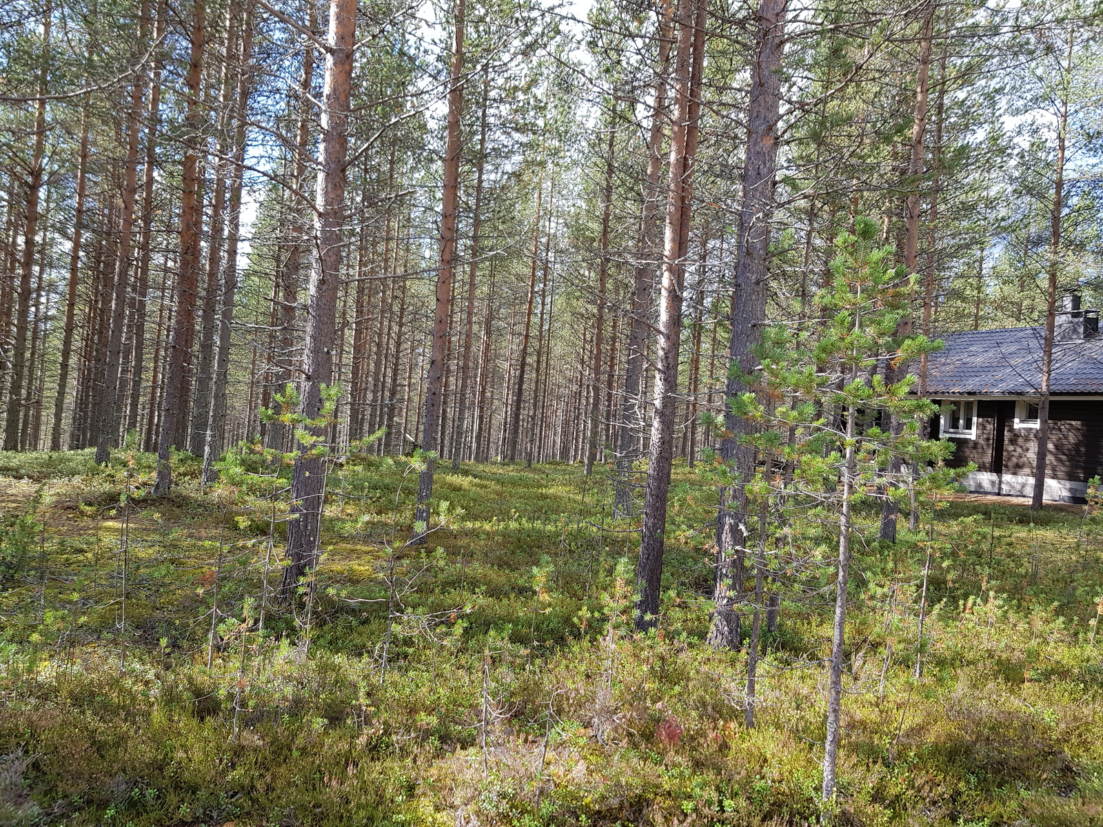 Aurinko paistaa avaraan mäntymetsään. Oikealla pilkottaa naapurimökki.