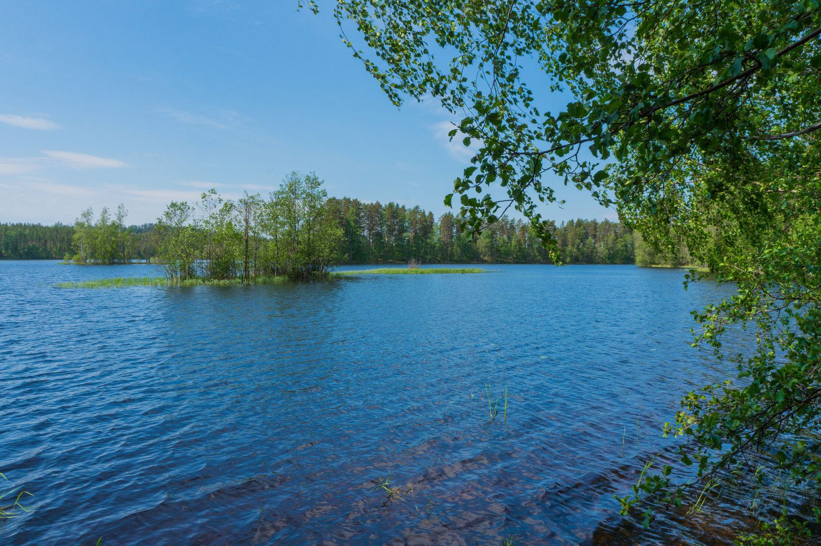 Koivun oksat kaartuvat kohti kesäistä järvimaisemaa. Taivas on lähes pilvetön.