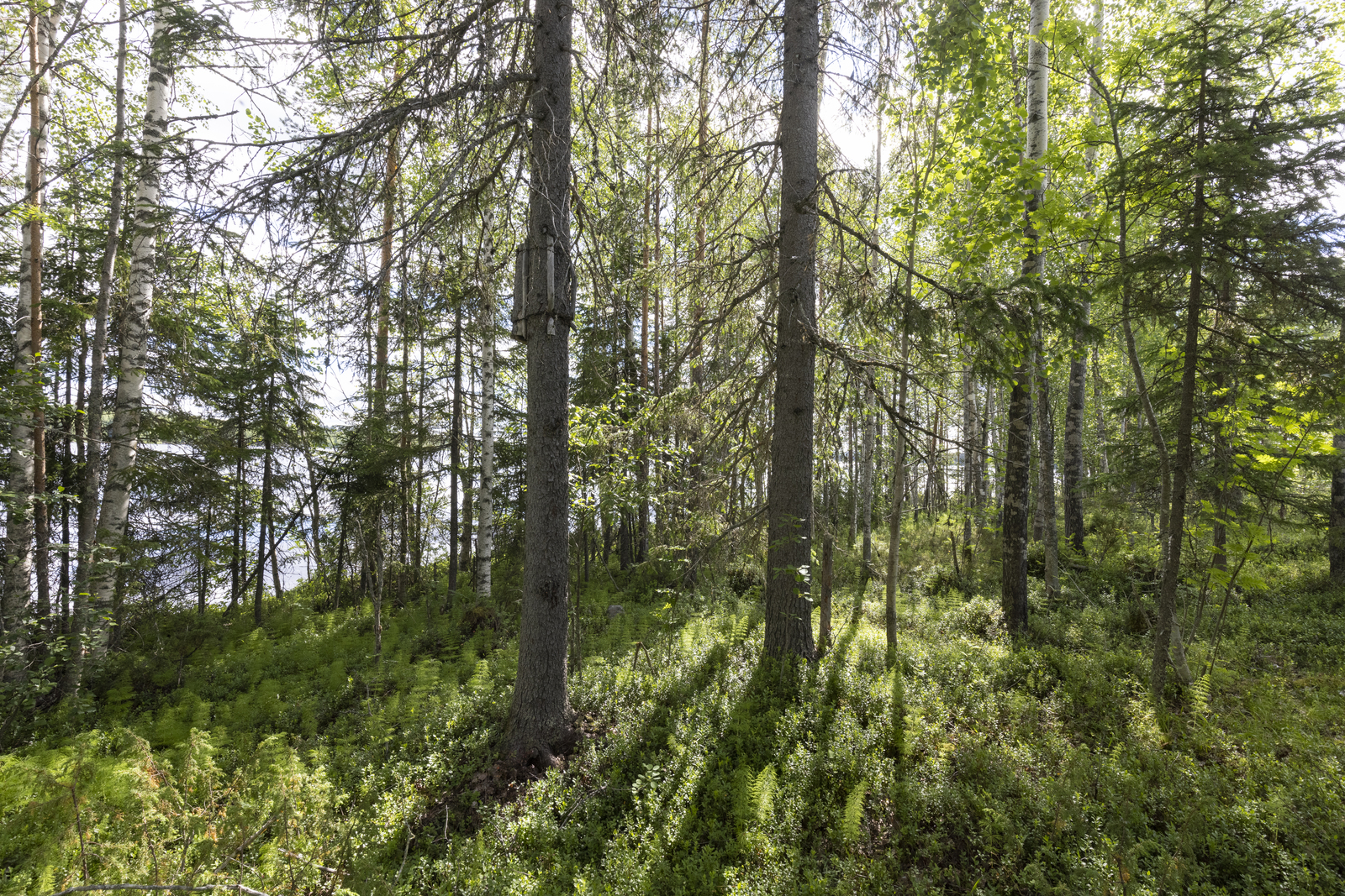 Sekametsää järven rannalla