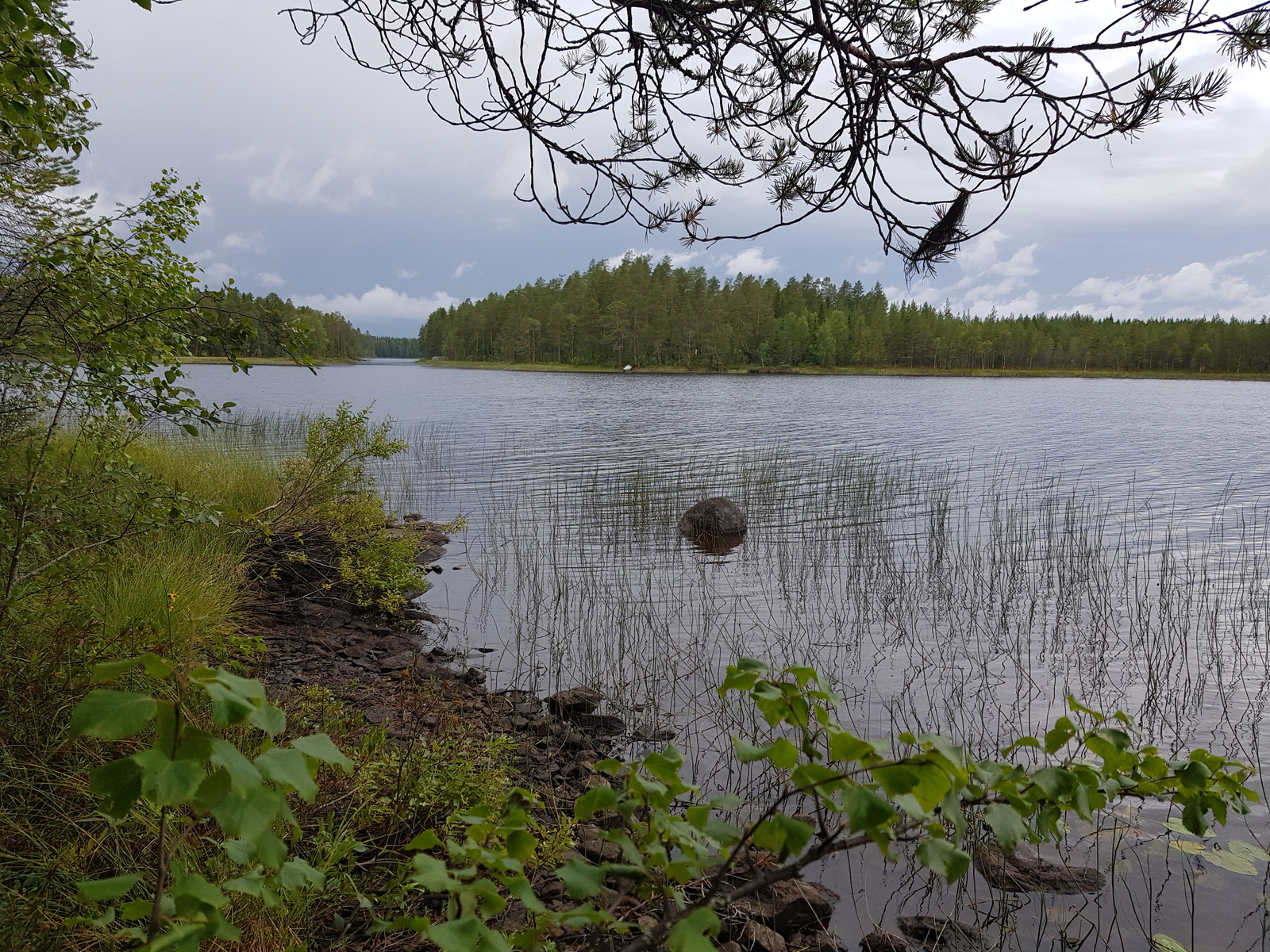 Puiden oksat reunustavat kesäistä järvimaisemaa. Rantavedessä on vesikasveja ja kivi.