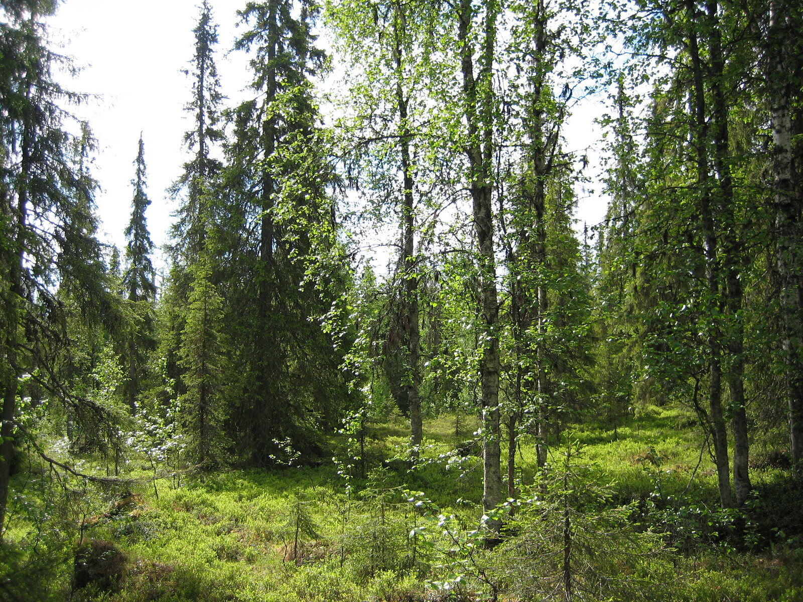 Aurinko paistaa vehrään sekametsään, jossa kasvaa koivuja ja kuusia.