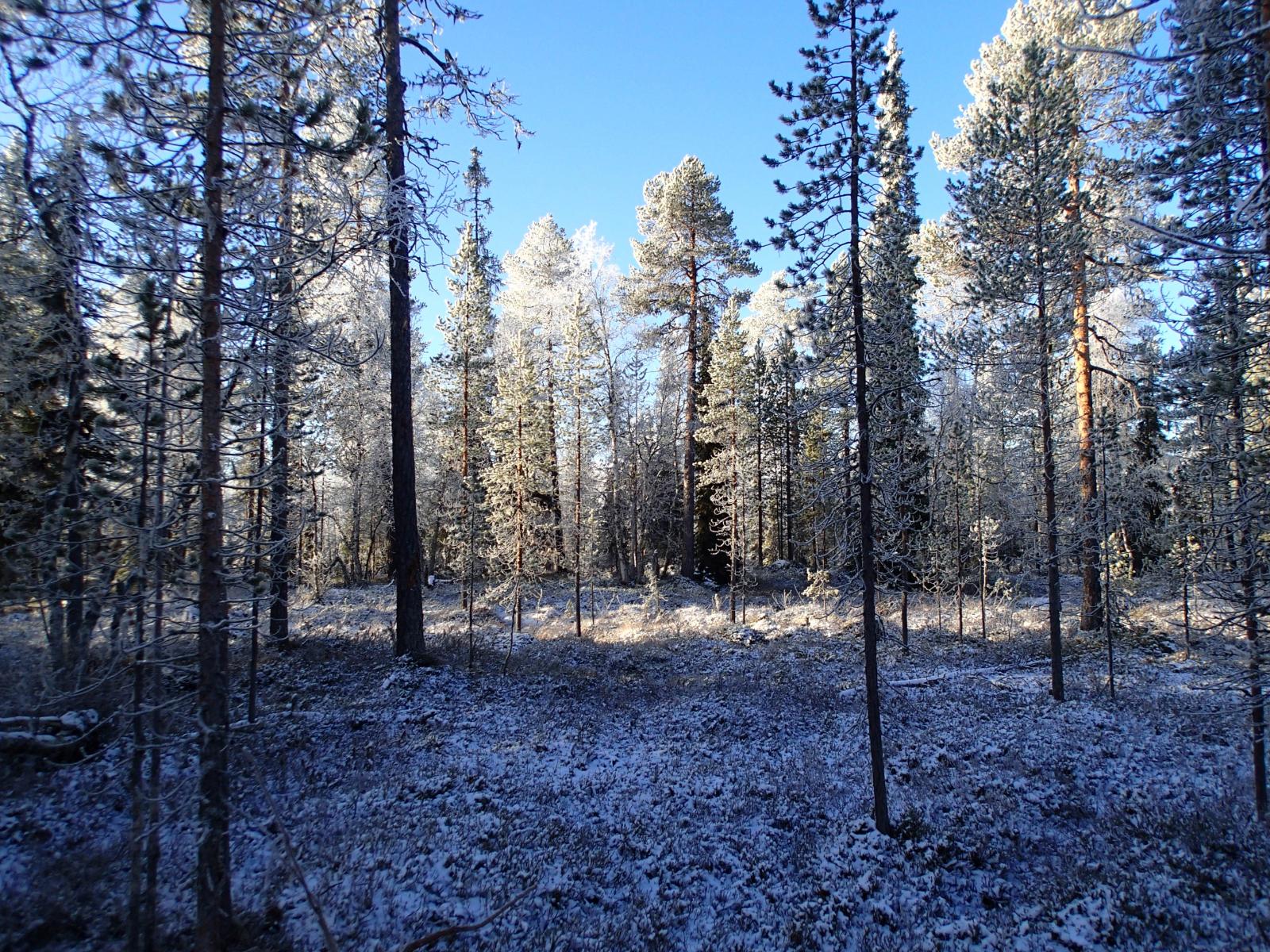 Metsä peittyneenä kuuraan aurinkoisena päivänä.