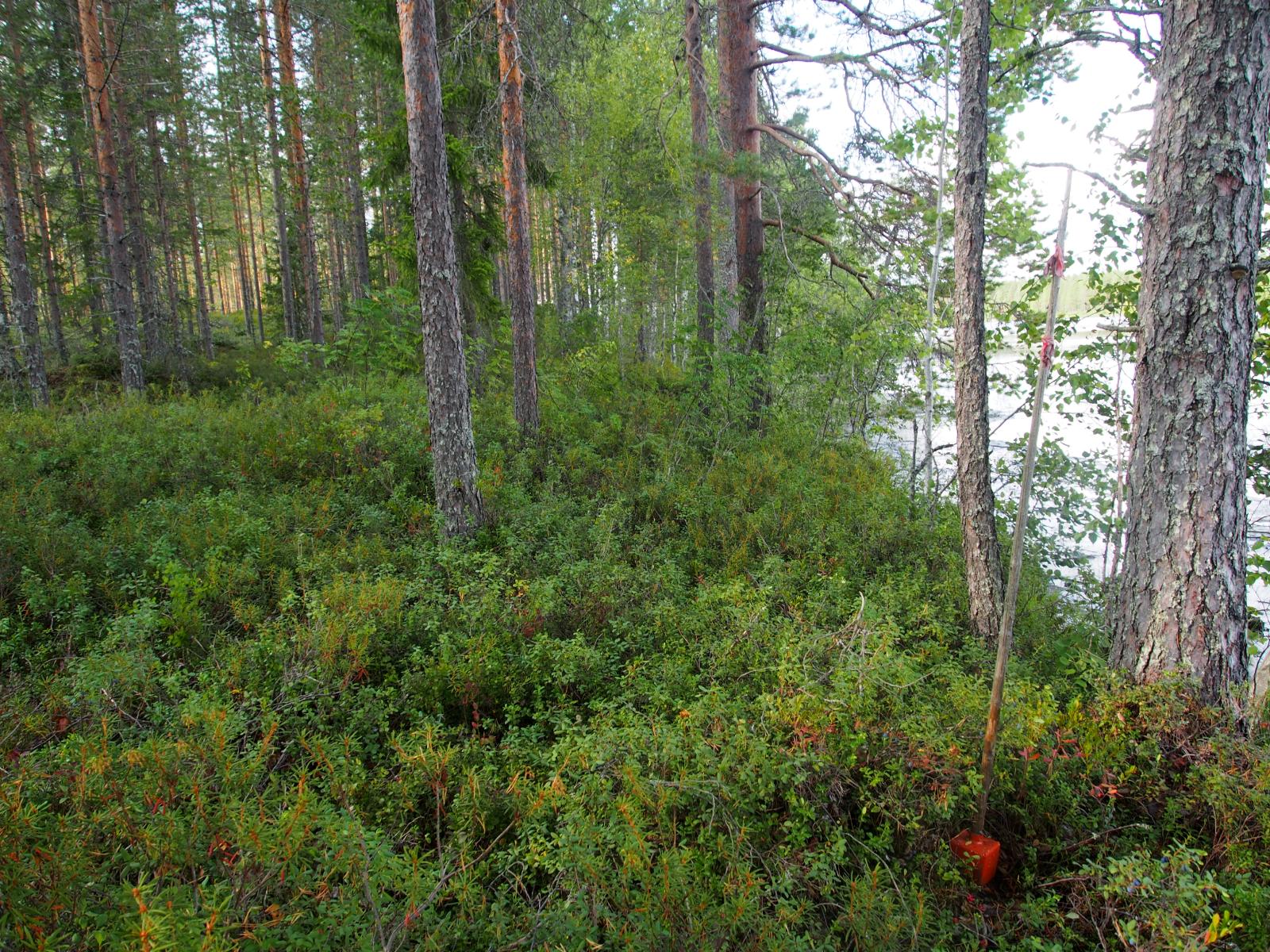 Mäntyvaltaisen metsän aluskasvillisuutena on suopursua ja varpukasveja. Oikealla häämöttää järvi.