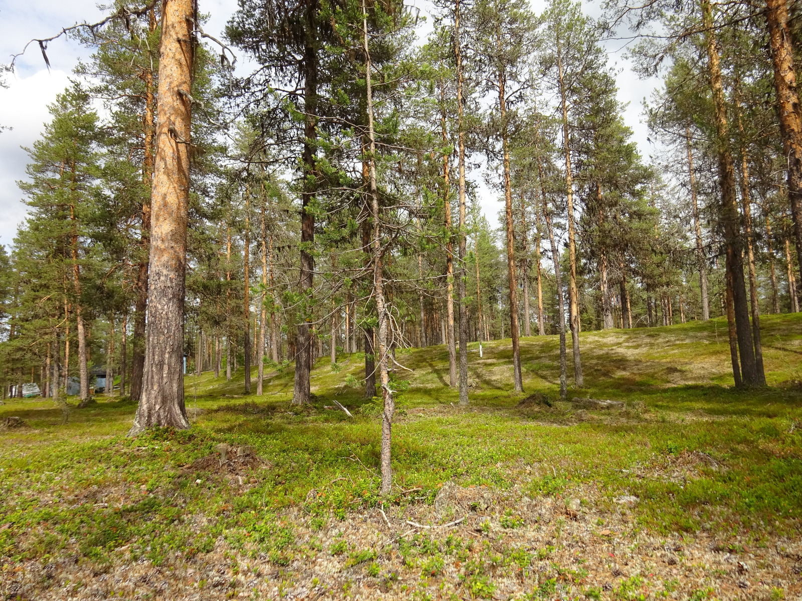 Avara mäntykangas kumpuilevassa maastossa.