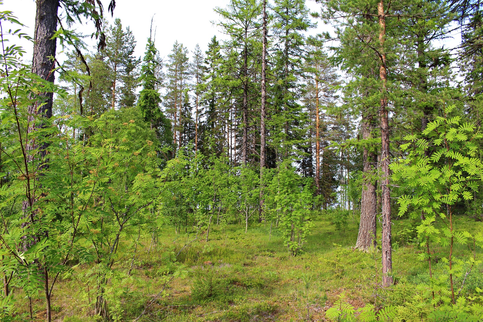 Kesäisessä metsässä kasvaa pihlajia, mäntyjä ja kuusia.