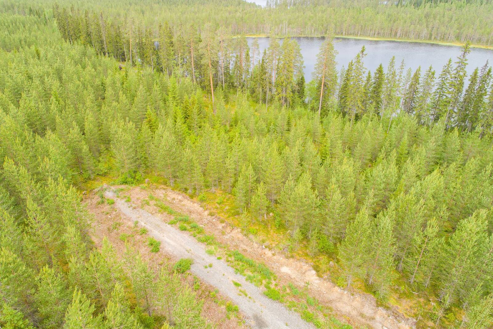 Tienpohja päättyy taimikon keskelle lähellä järveä, jonka rannassa on korkeita puita. Ilmakuva.