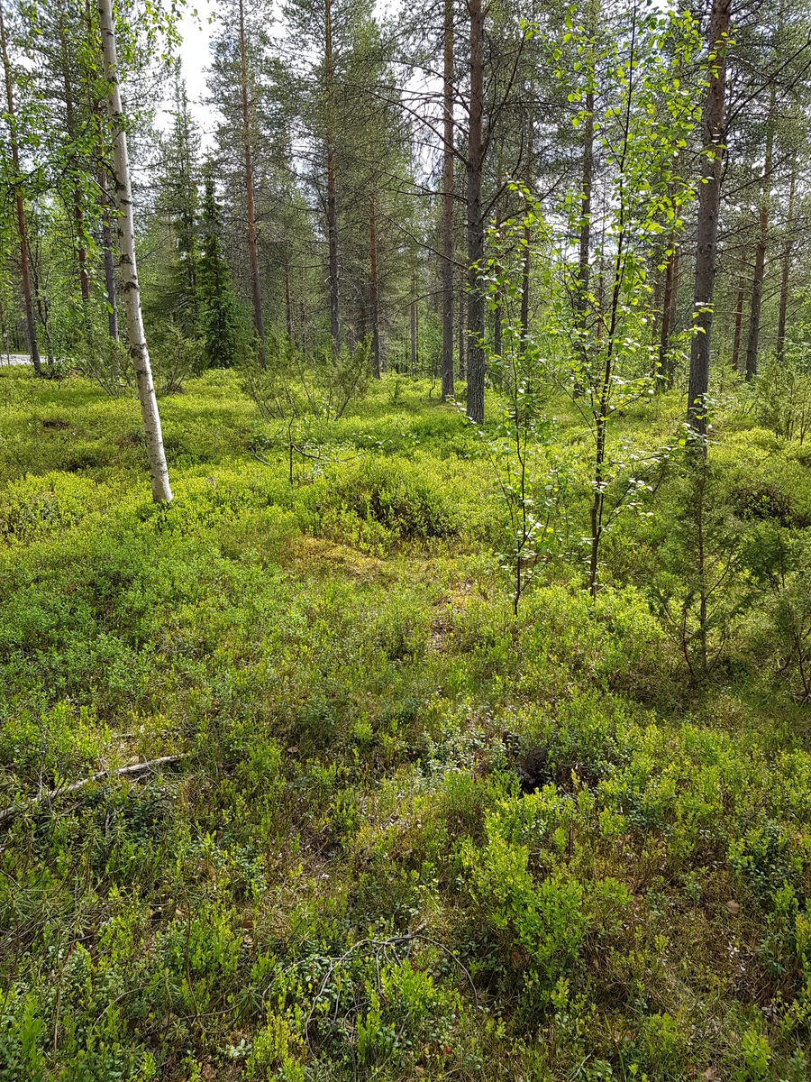 Mäntyvaltaisessa metsässä kasvaa myös kuusia, koivuja ja katajia. Etualalla on puuton alue.