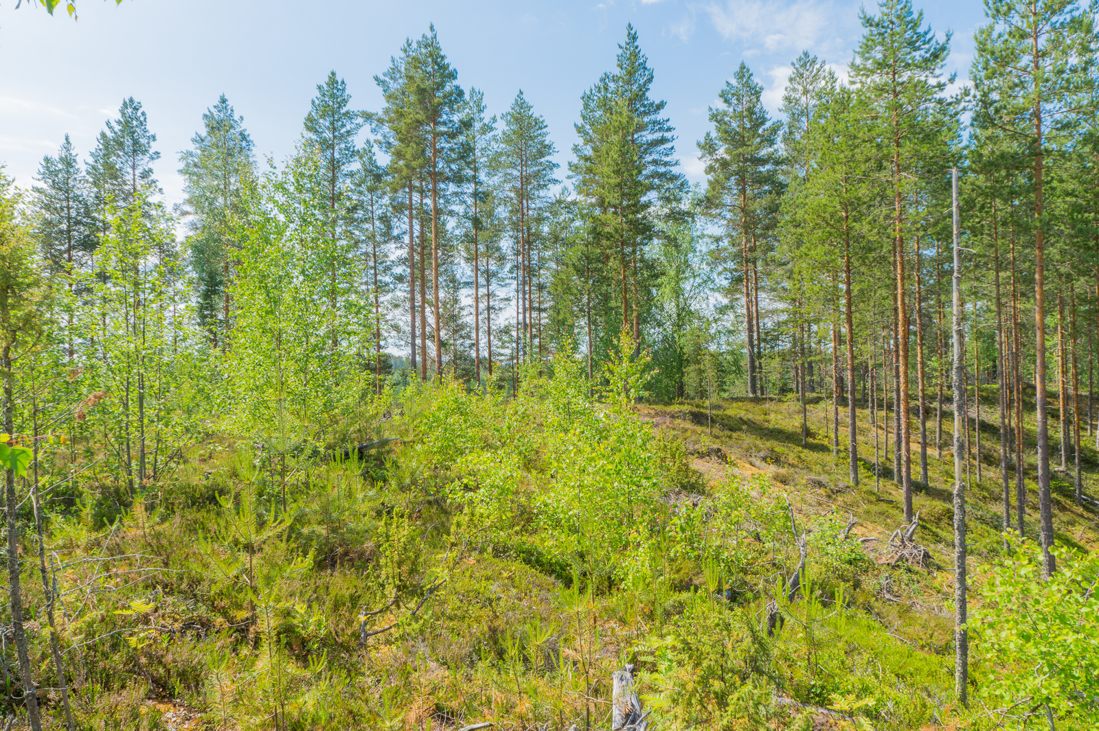 Aurinkoisessa rinteessä kasvaa kesäisen vehreä taimikko ja sen vierellä mäntymetsä.