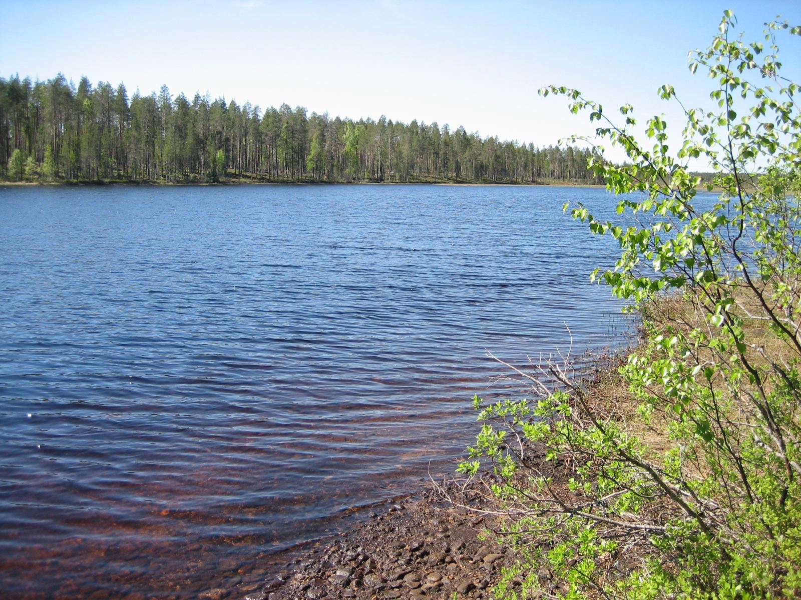 Oikealla lehtipuiden oksat reunustavat kesäistä järvimaisemaa. Vastarannalla mäntyvaltainen metsä.
