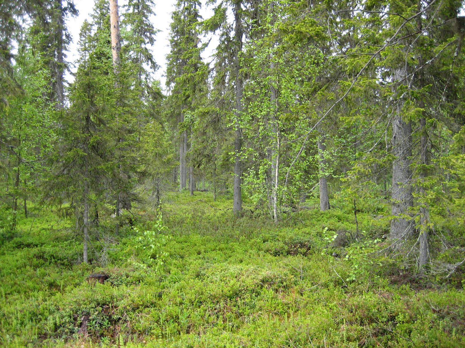 Kuusivaltaisessa metsässä kasvaa myös koivuja. Aluskasvillisuutena on mustikanvarpuja.