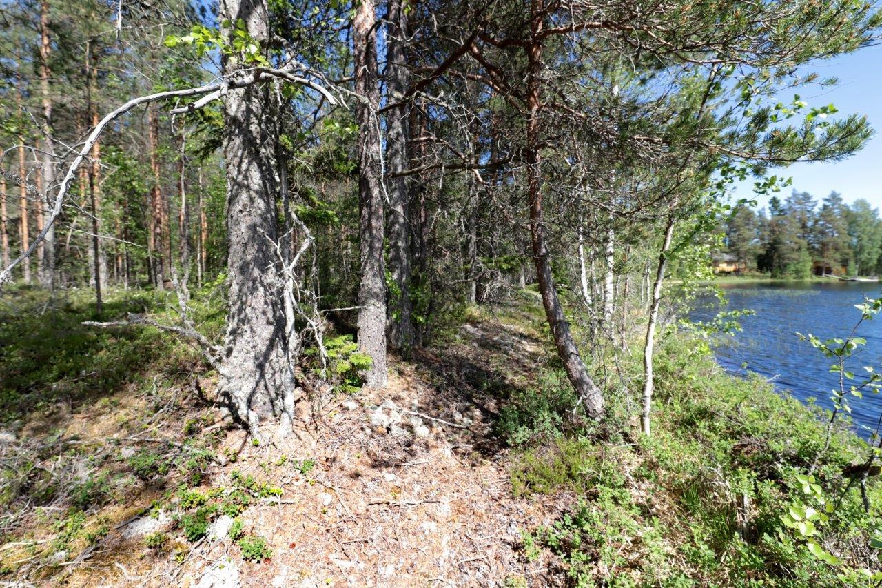 Kapea polku kulkee valoisassa mäntyvaltaisessa metsässä järven rannalla.