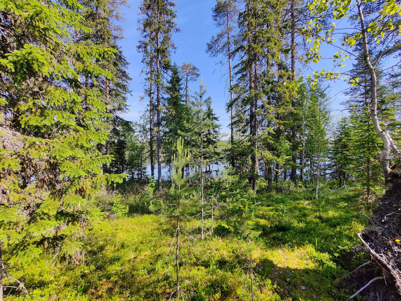 Aurinko paistaa havupuuvaltaiseen metsään, jonka takana häämöttää järvi.