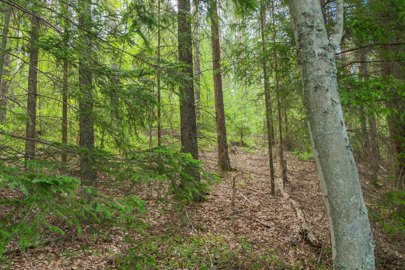 Kesäisessä sekametsässä kasvaa lehtipuita ja kuusia.