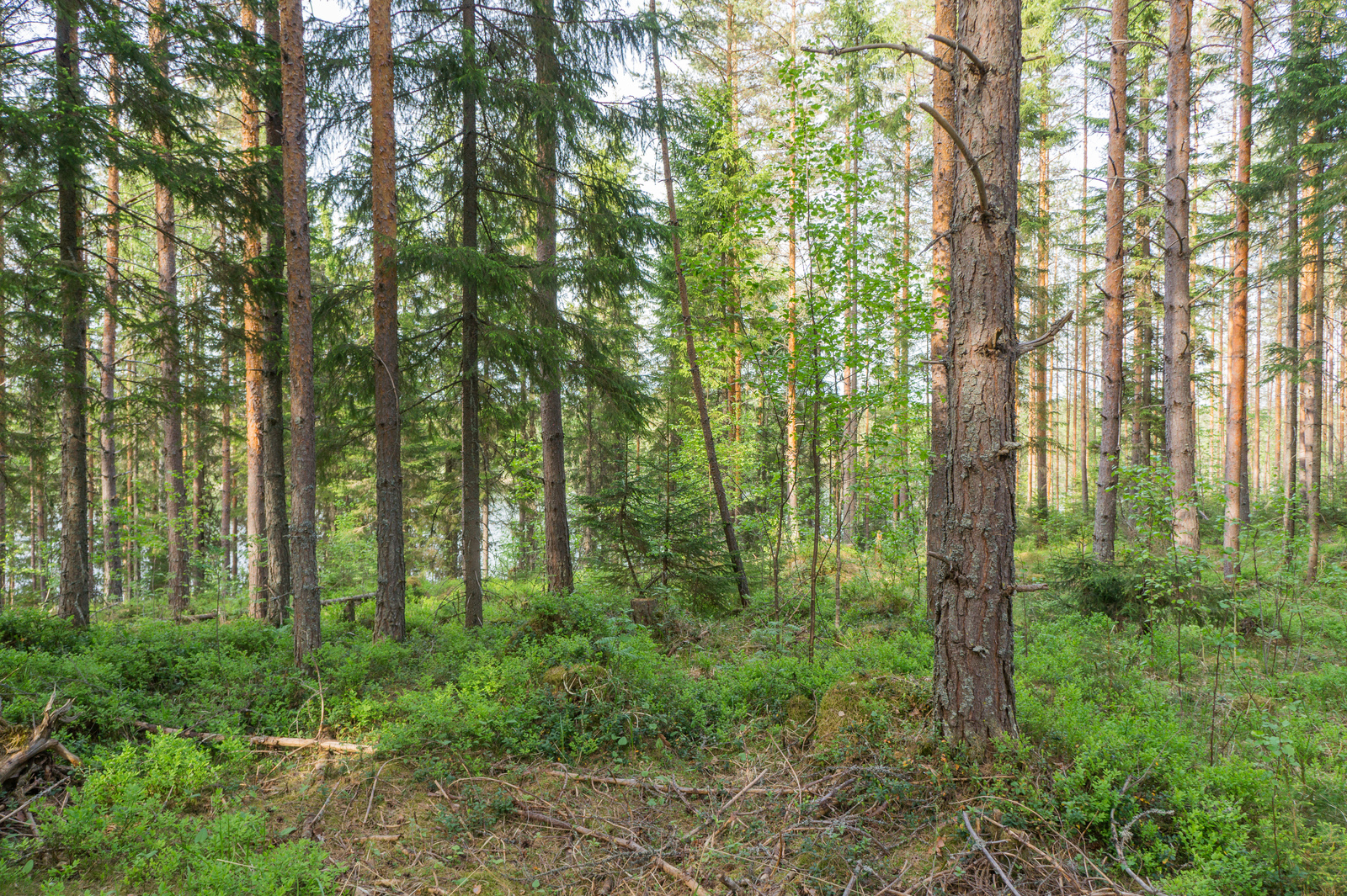 Mäntyvaltaisessa metsässä kasvaa myös kuusia ja koivuja. Taustalla häämöttää järvi.