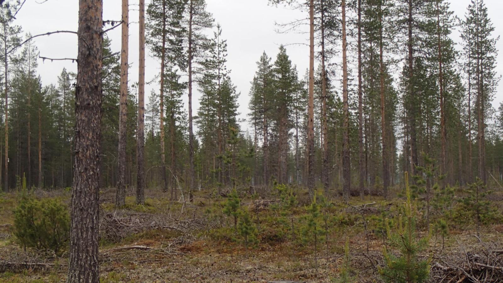 Korkeiden mäntyjen seassa kasvaa männyntaimia.