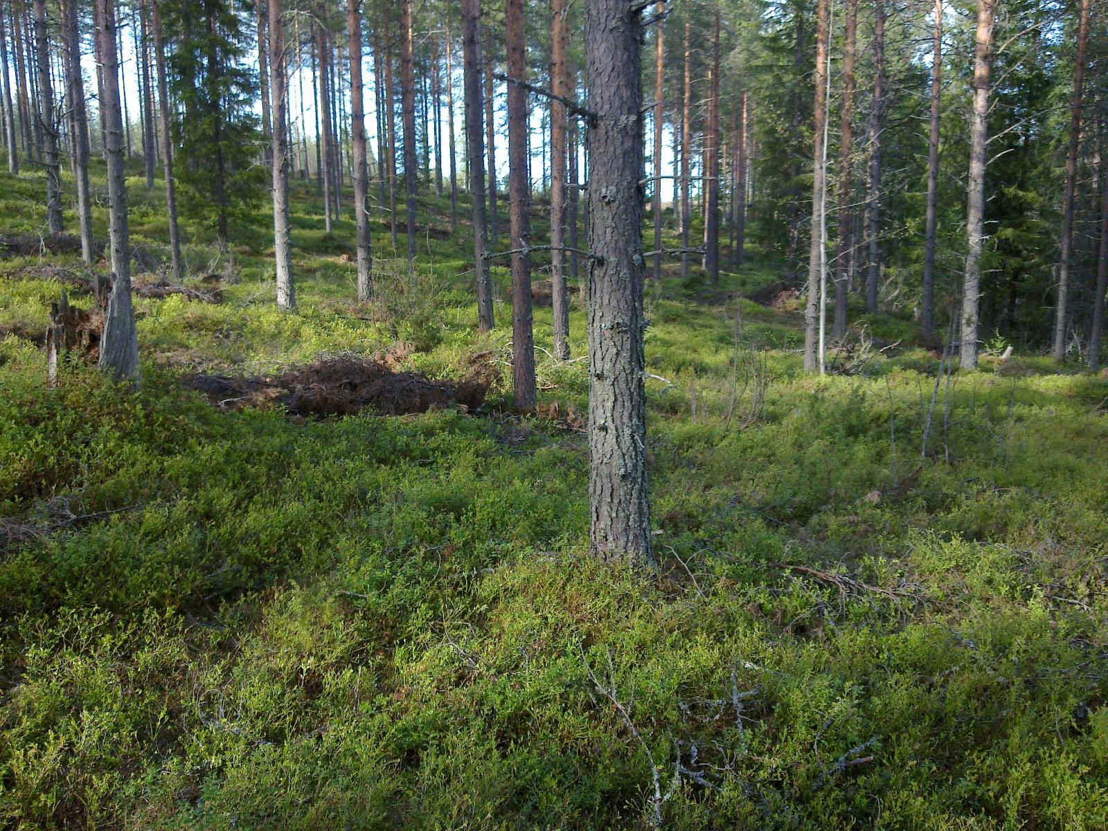 Loivassa rinteessä kasvaa havumetsä. Maassa on karsittuja oksia mustikanvarpujen joukossa.