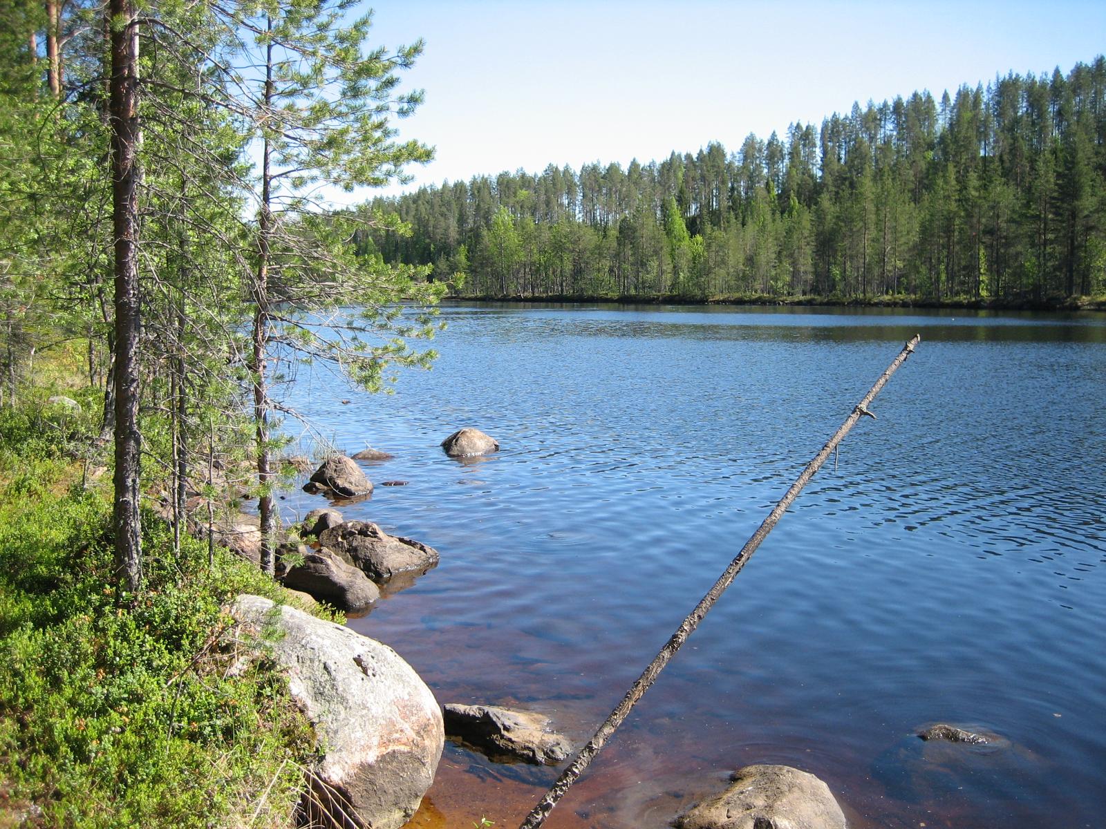 Kesämaisemassa mäntyvaltainen metsä reunustaa järveä. Etualalla on kiviä rantavedessä.