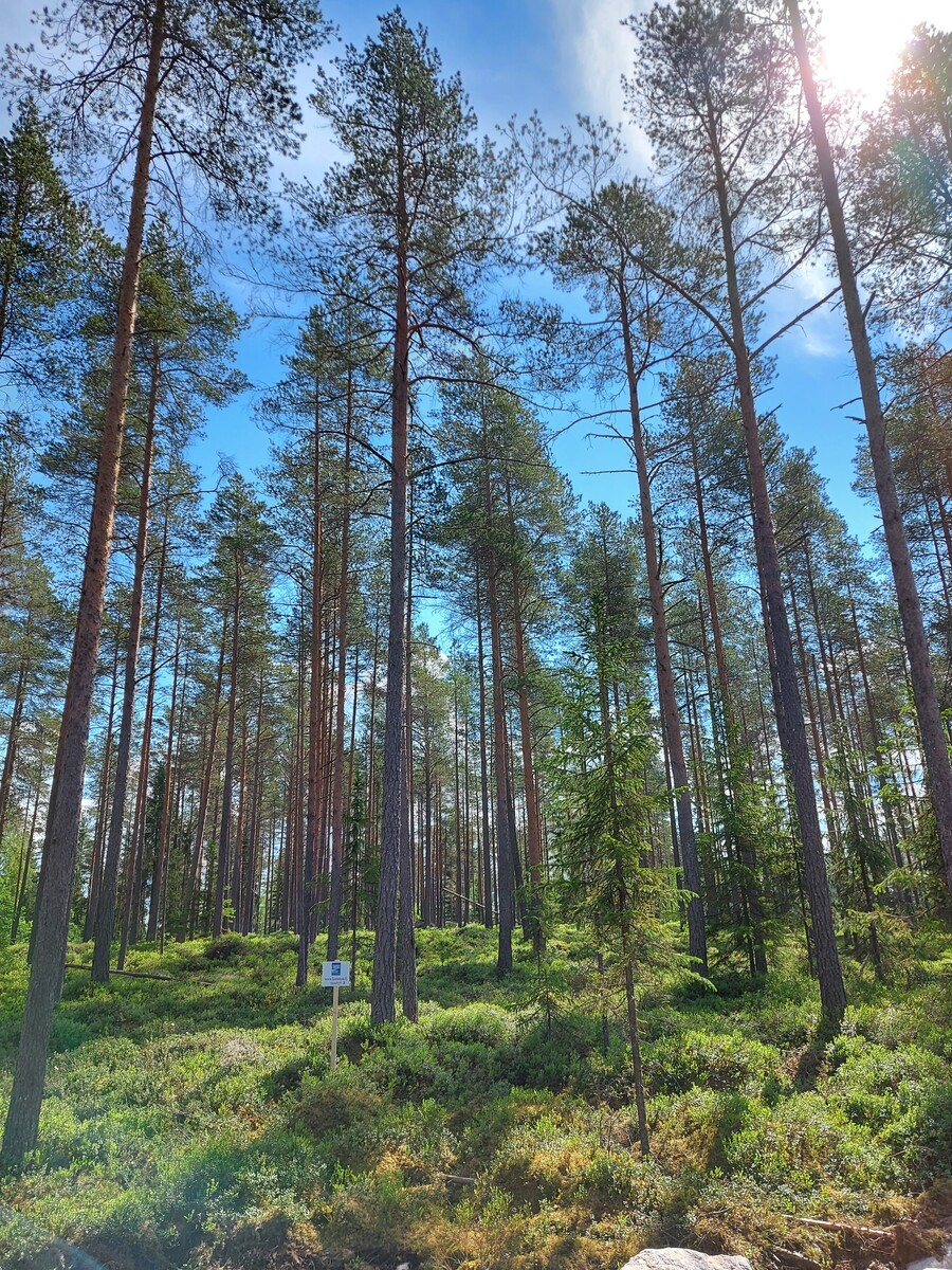 Kangasmetsää